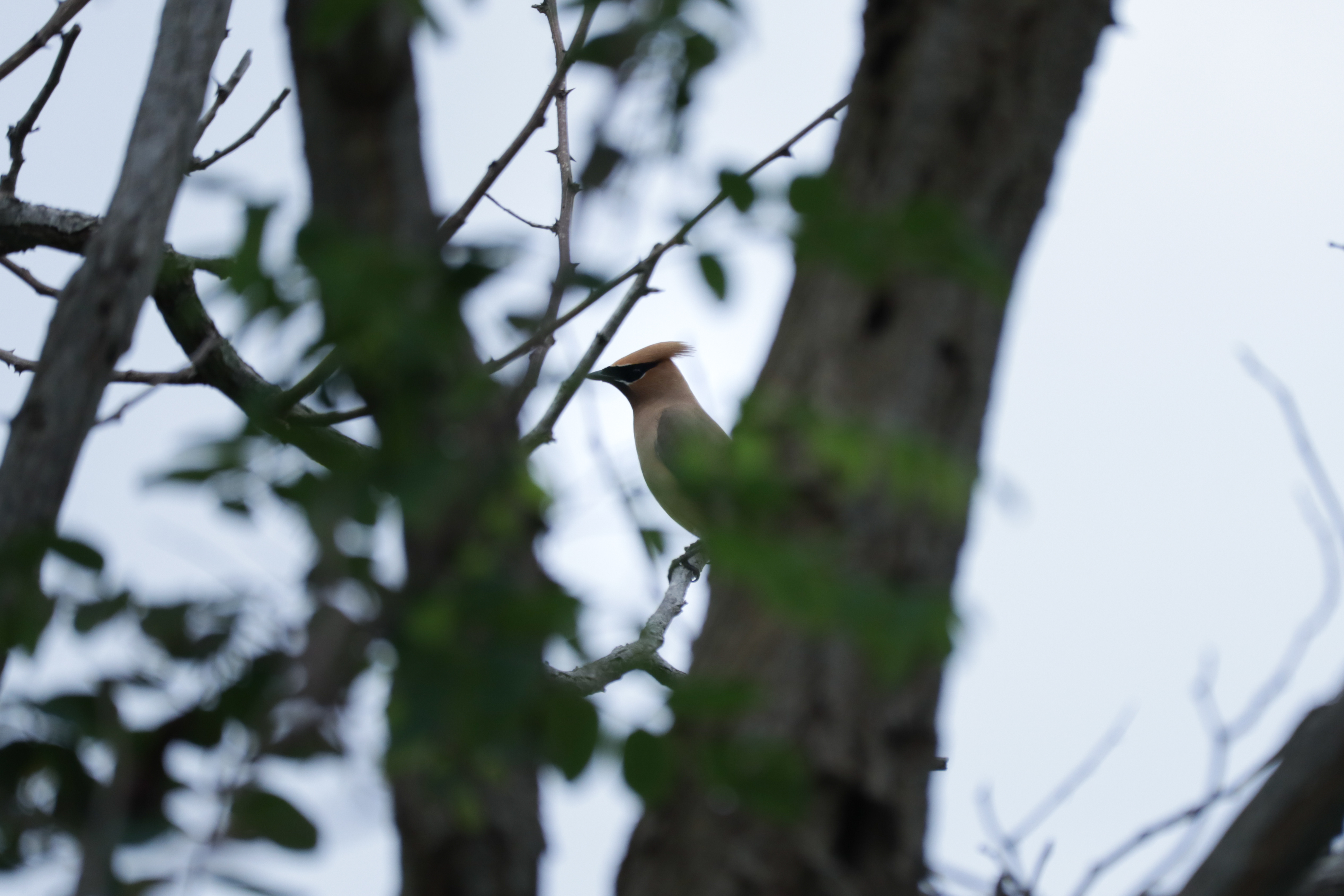 Waxwing