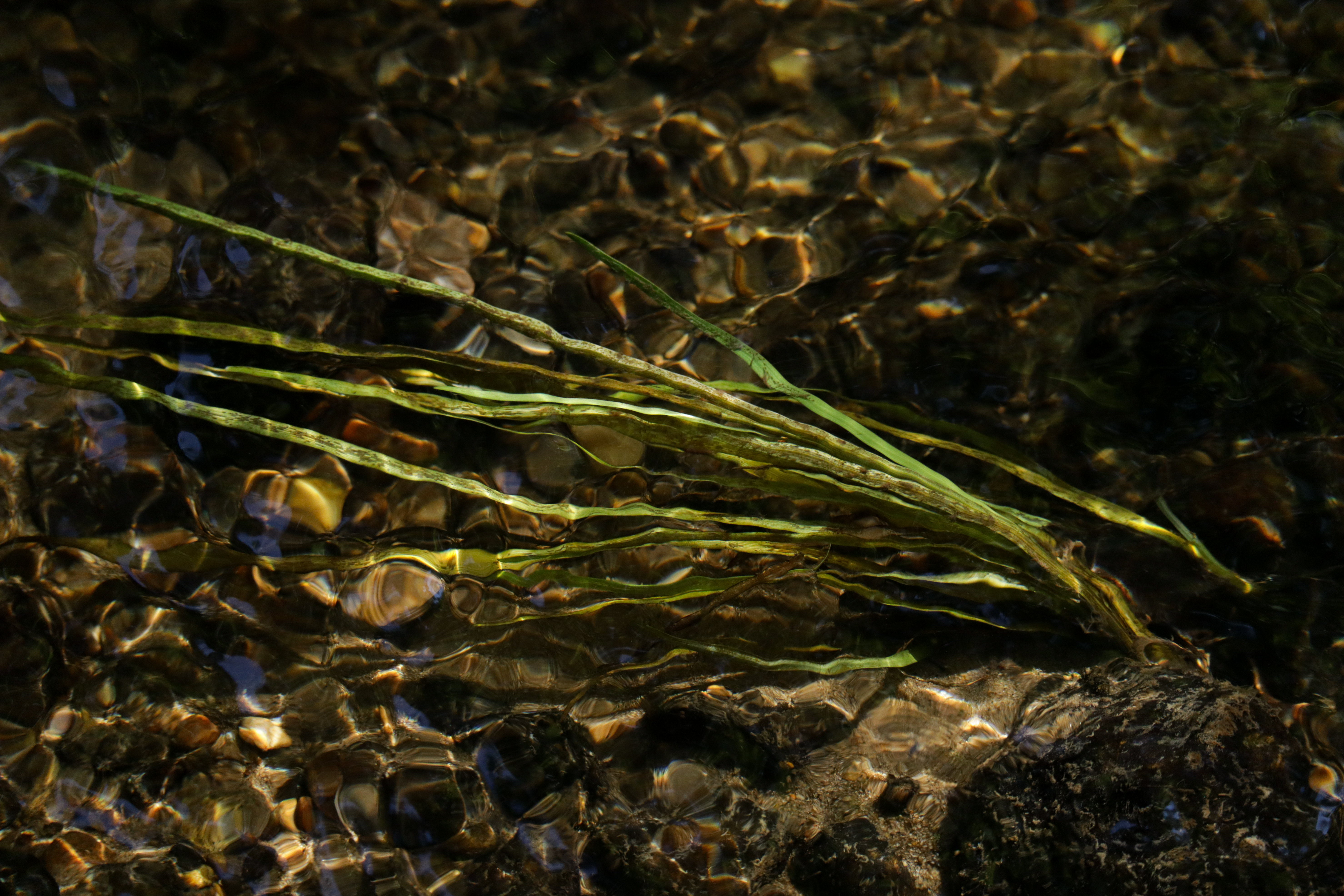 RiverReeds3